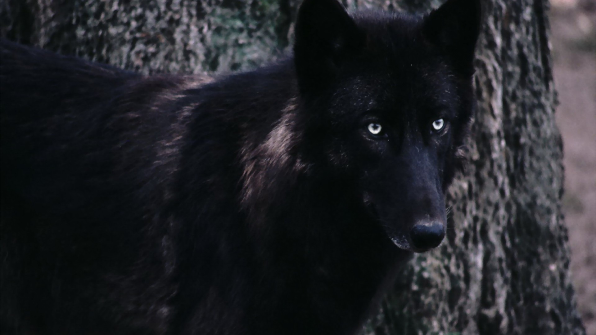 Black Wolf Wallpaper Hd - Black Wolf With White Eyes , HD Wallpaper & Backgrounds