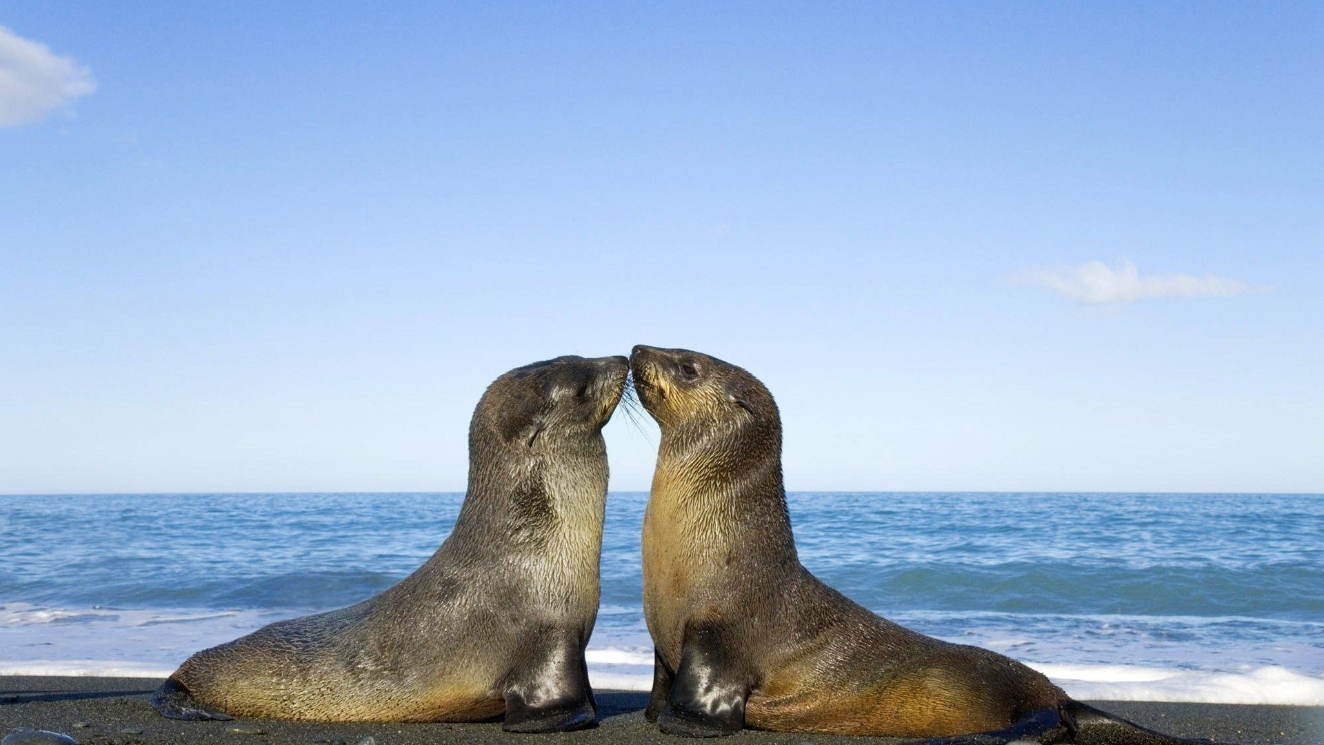 Two Seal Kiss Wallpaper - Antarctic Seal , HD Wallpaper & Backgrounds