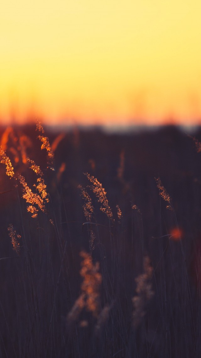 5k, 4k Wallpaper, Hd, Sunset, Grass - Красный Закат В Поле , HD Wallpaper & Backgrounds