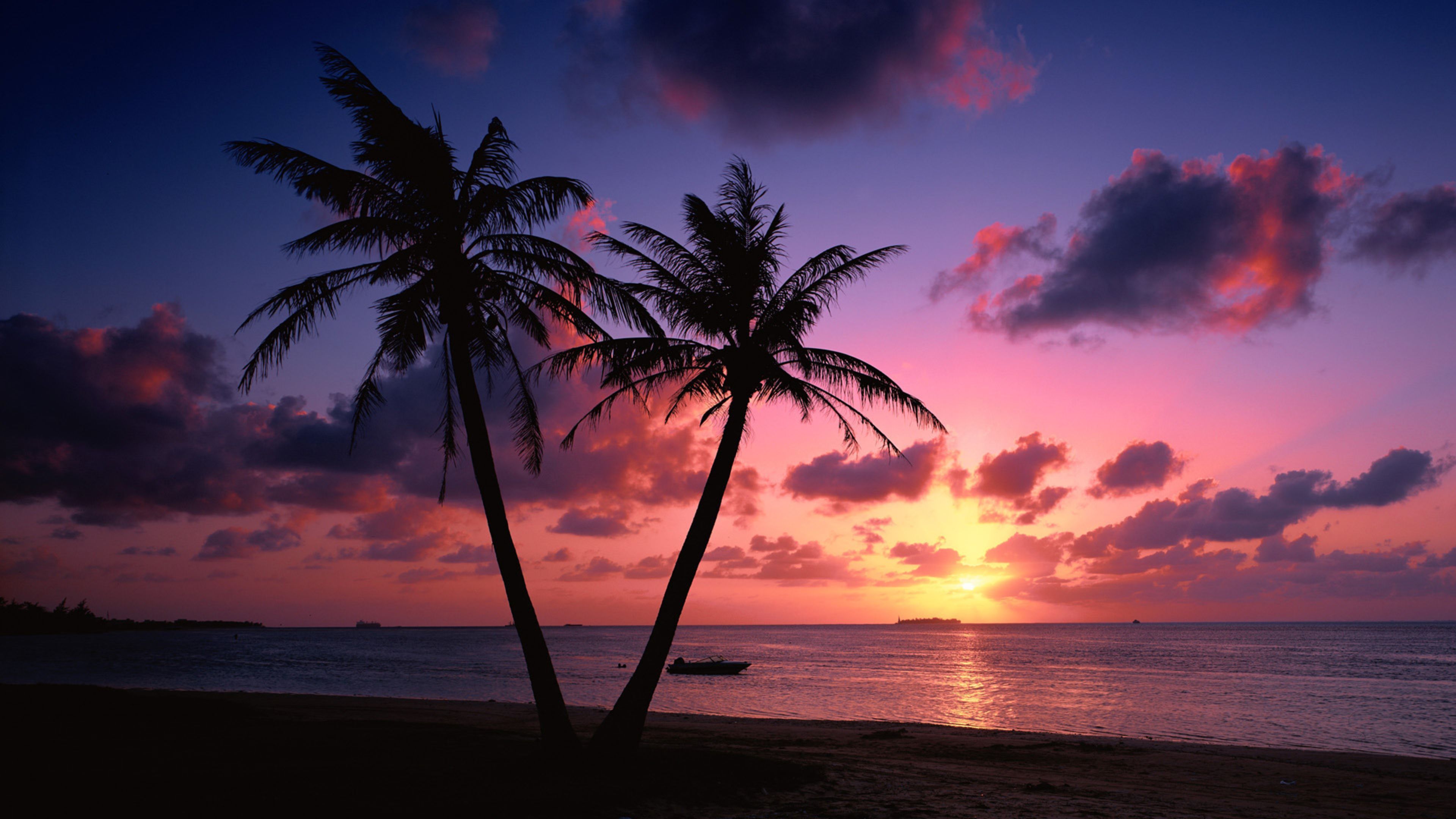 Beach Sunset Live Wallpaper ,goa, India - Palm Tree Beach Sunset , HD Wallpaper & Backgrounds