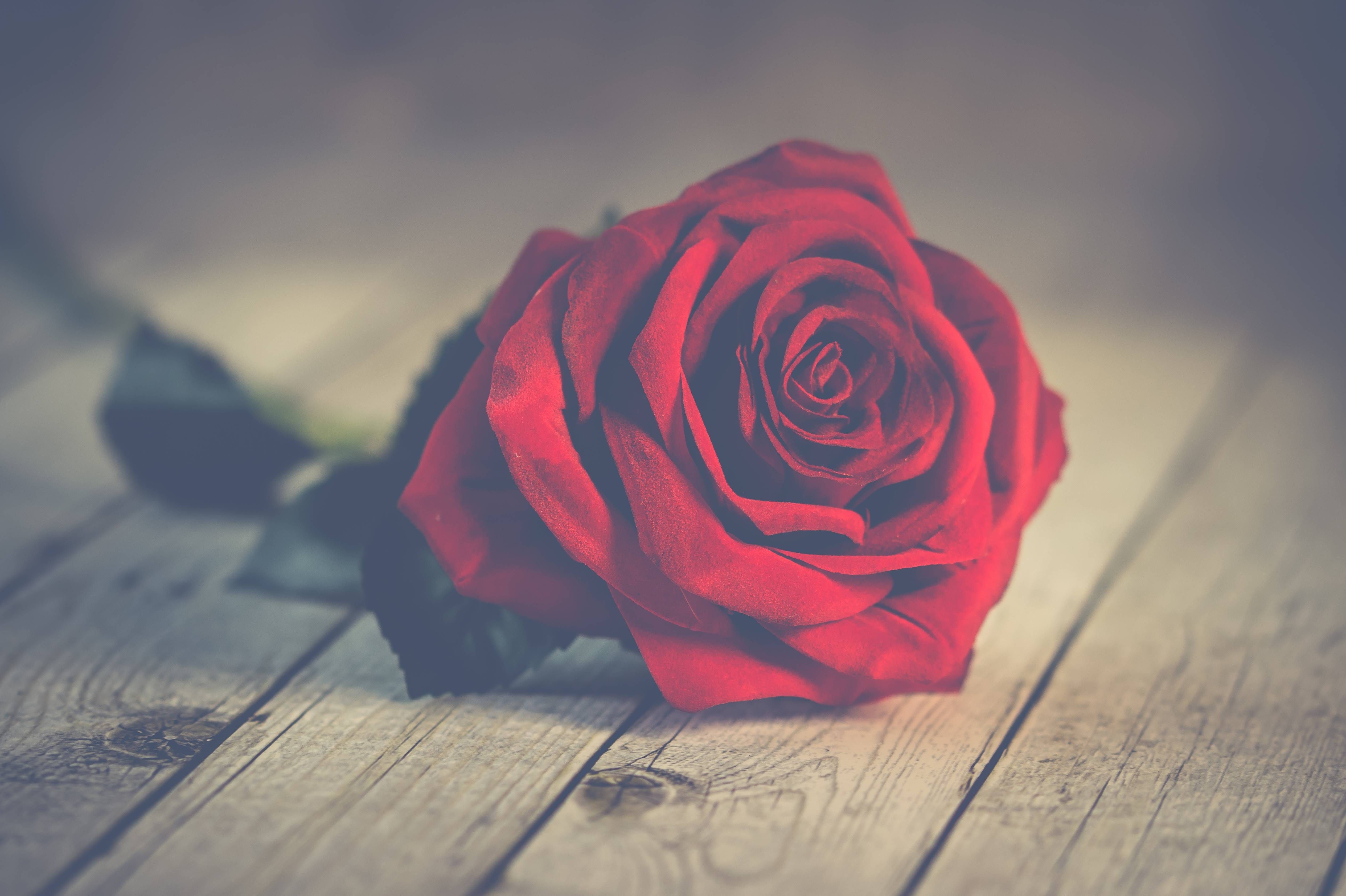 #nature, #romantic, #background, #roses, #love, #wallpaper - Rose Day Date 2019 , HD Wallpaper & Backgrounds