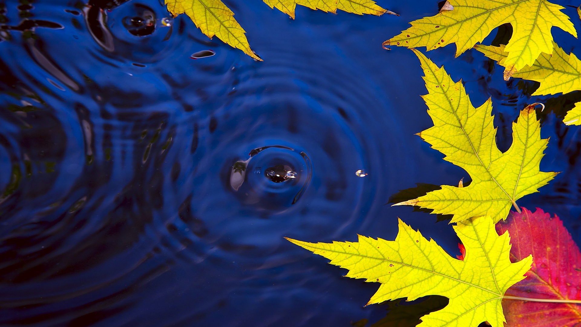 Available Downloads - Water And Autumn Leaves Live , HD Wallpaper & Backgrounds
