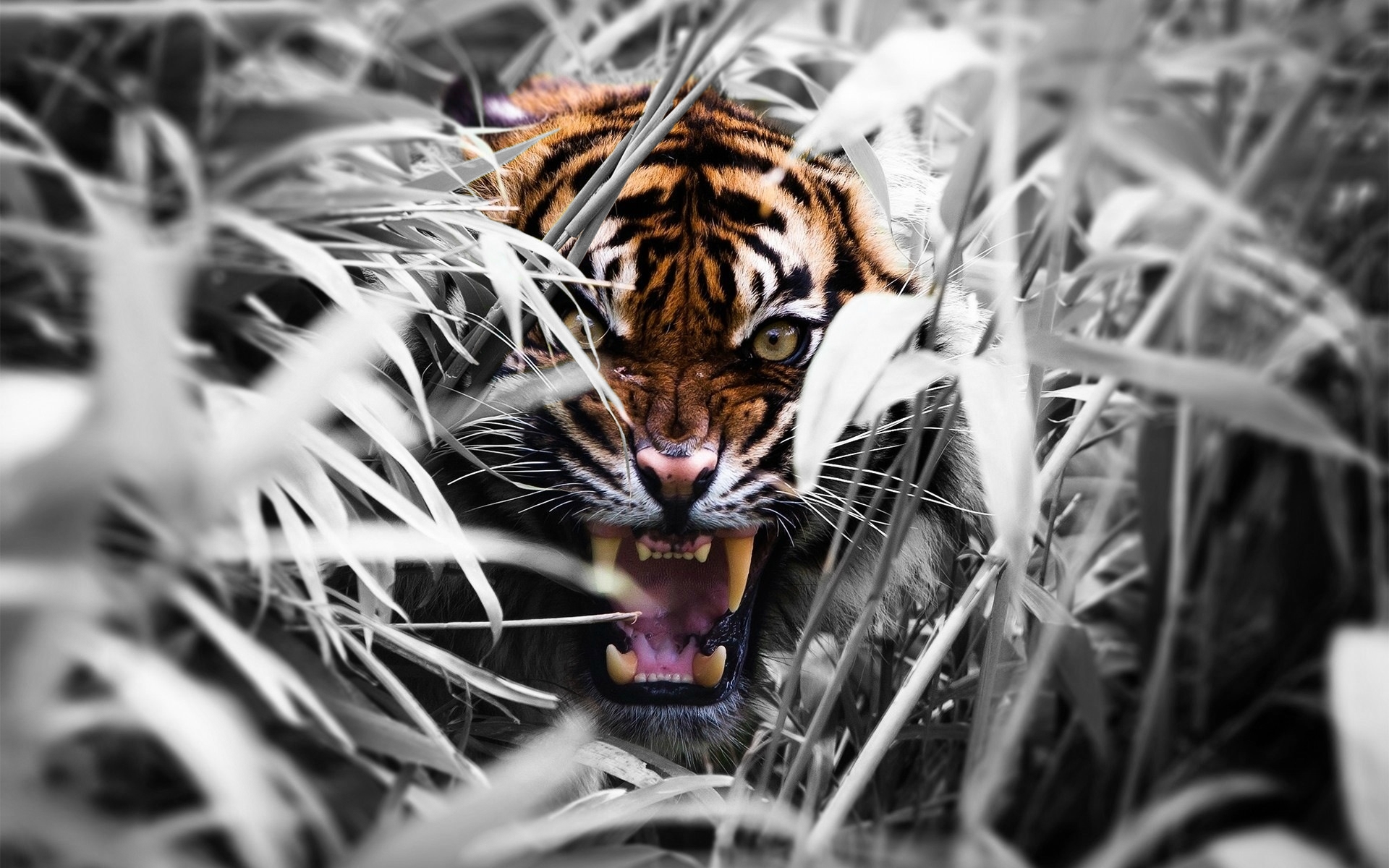 Angry Tiger Wallpaper - Angry Tiger , HD Wallpaper & Backgrounds