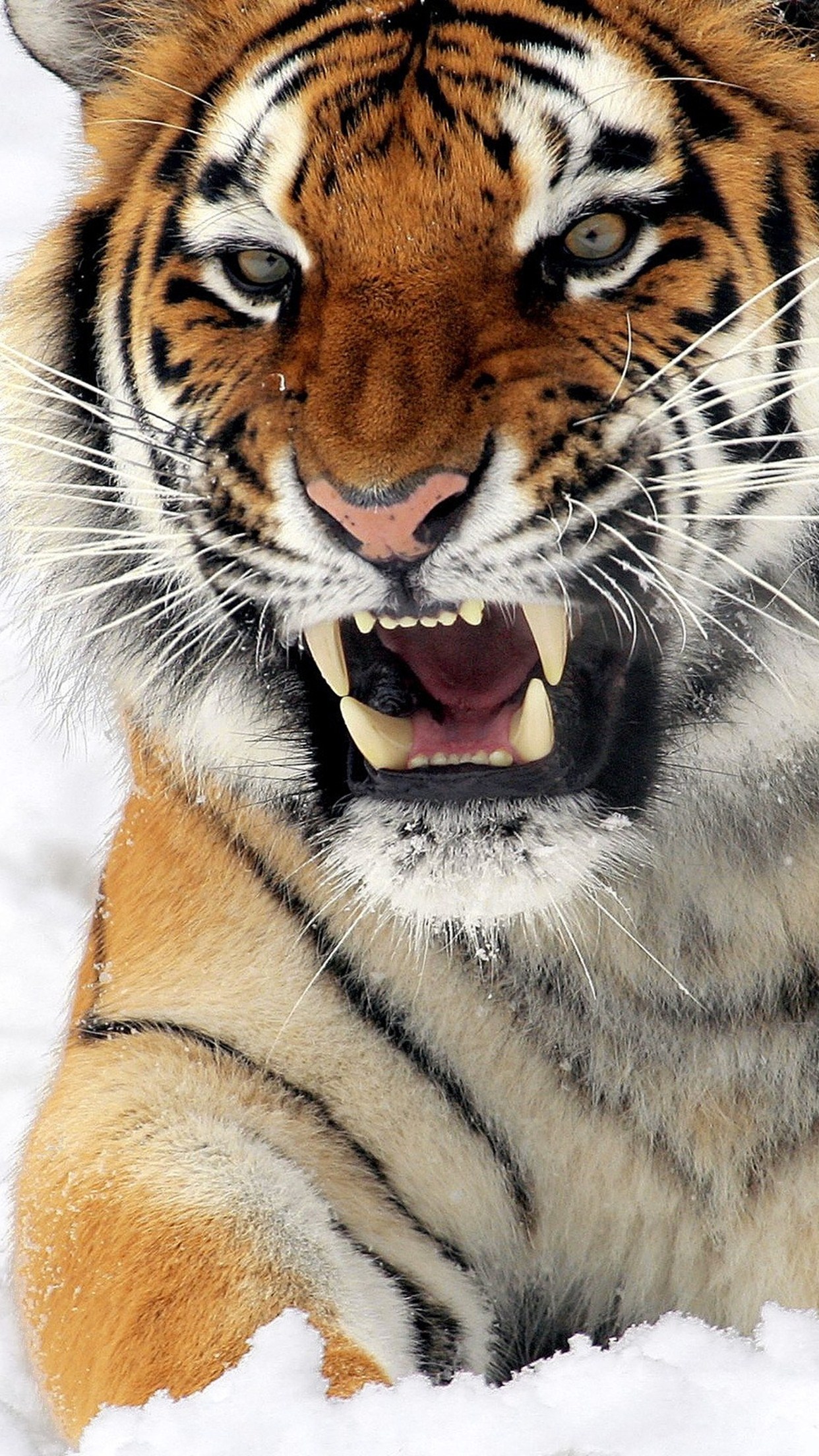 Tiger Hd , HD Wallpaper & Backgrounds
