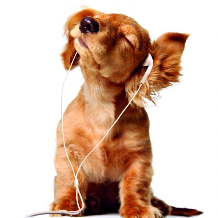 Music Dog Hd Wallpaper Desktop Background - Dog Listening To Music Gif , HD Wallpaper & Backgrounds