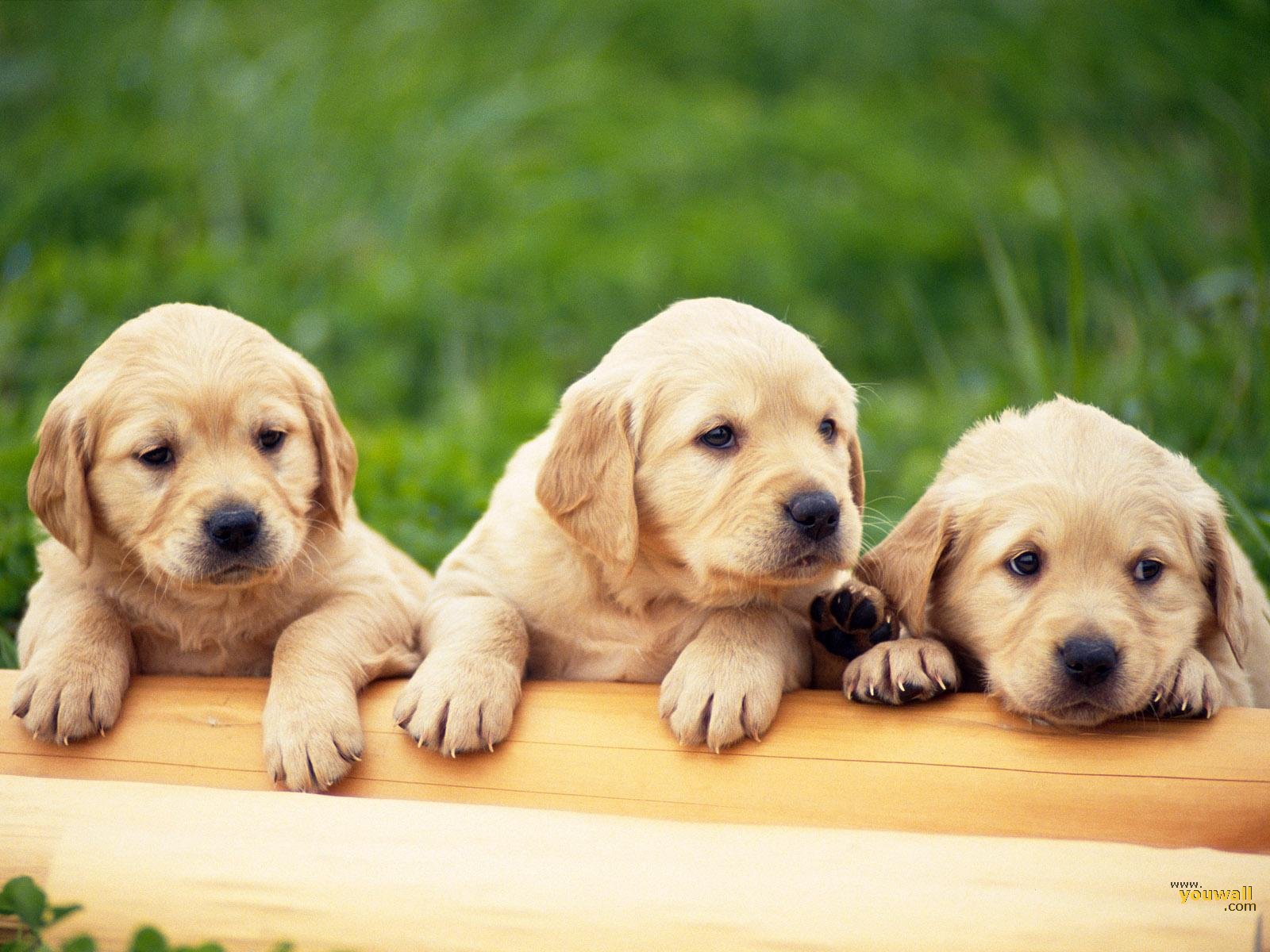 Dogs Wallpaper, Dog Wallpaper - Group Of Cute Puppies , HD Wallpaper & Backgrounds