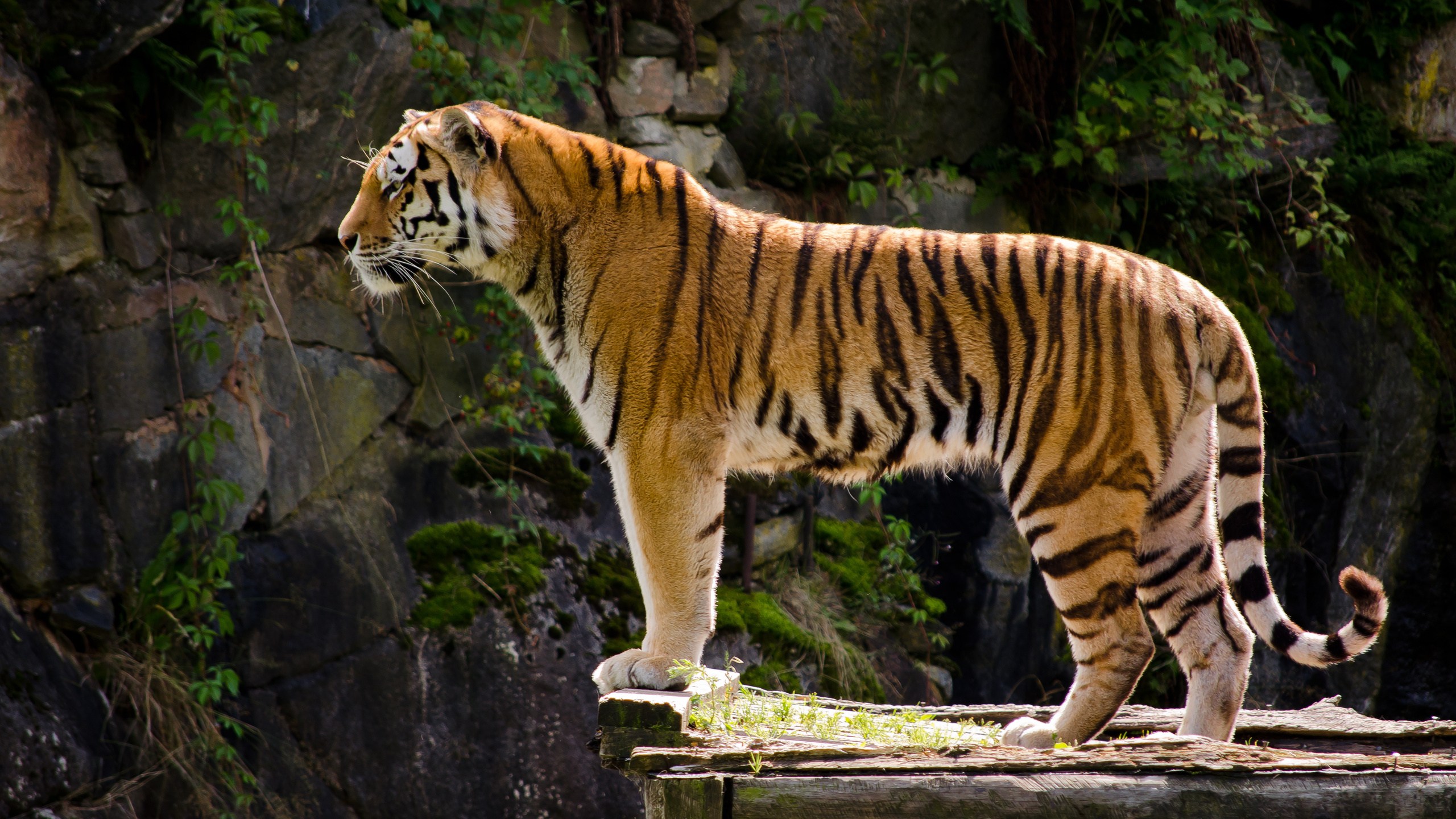 Side Of A Tiger , HD Wallpaper & Backgrounds