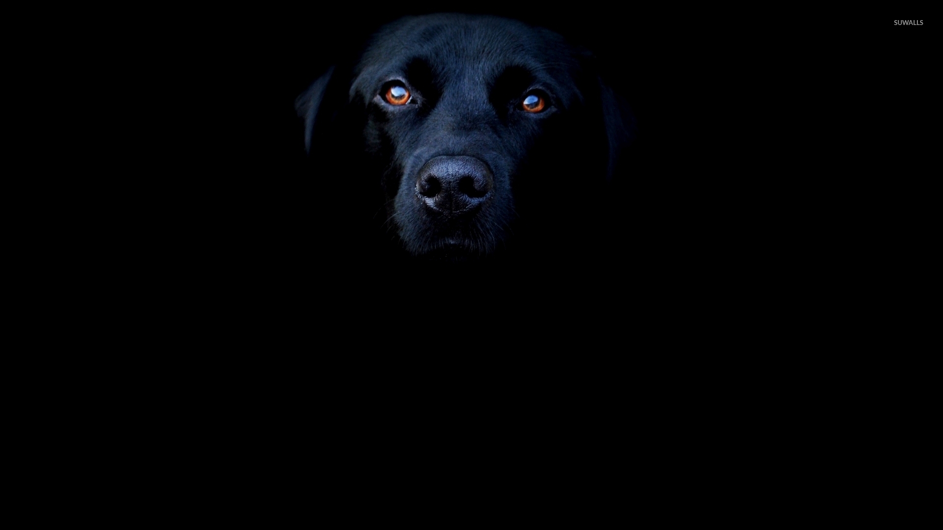 Black Dog Wallpaper - Companion Dog , HD Wallpaper & Backgrounds