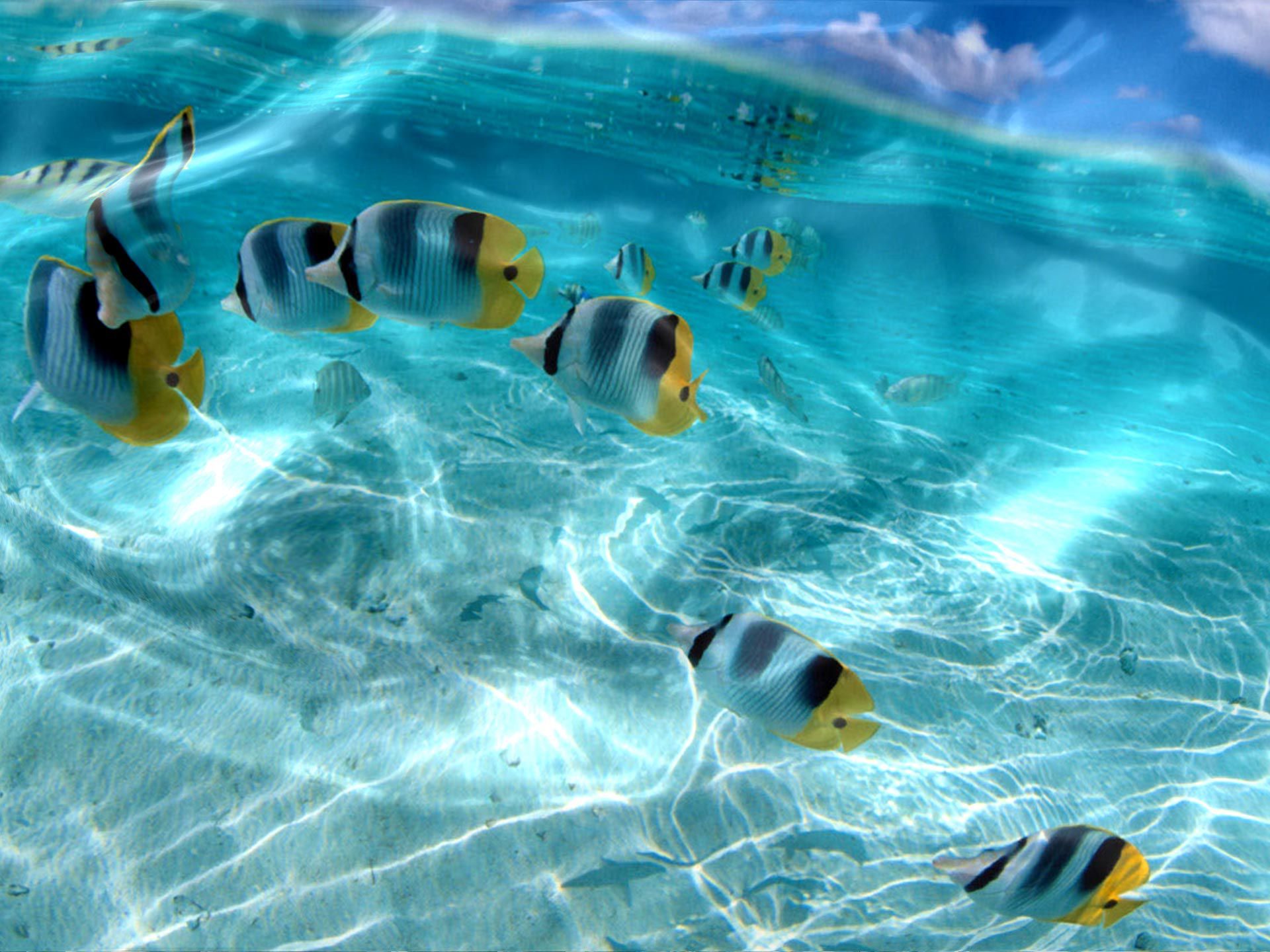 Live Wallpaper Fish In Water - Desktop Free Live , HD Wallpaper & Backgrounds