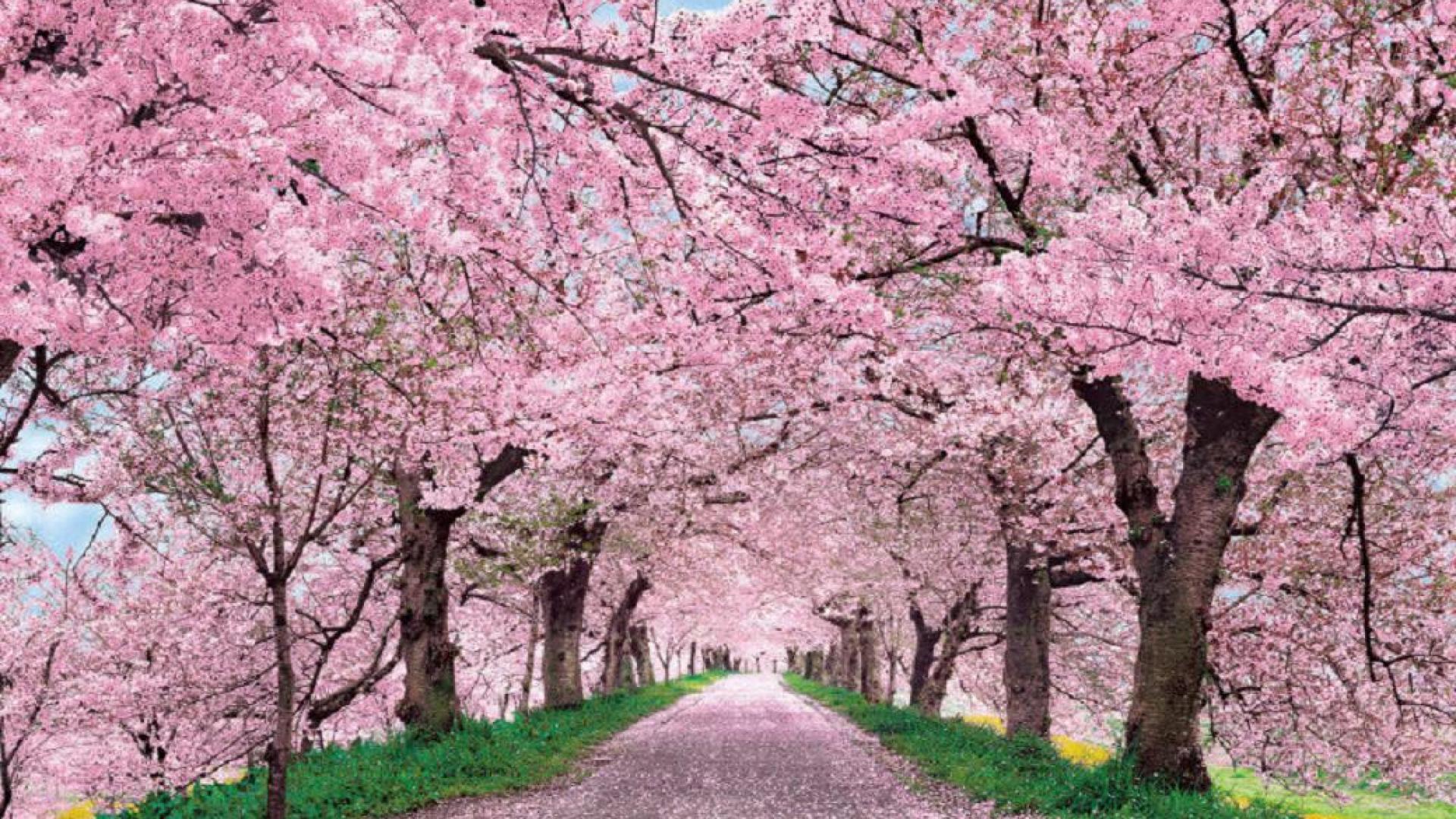 Cherry Blossom - Japanese Cherry Blossom Desktop , HD Wallpaper & Backgrounds