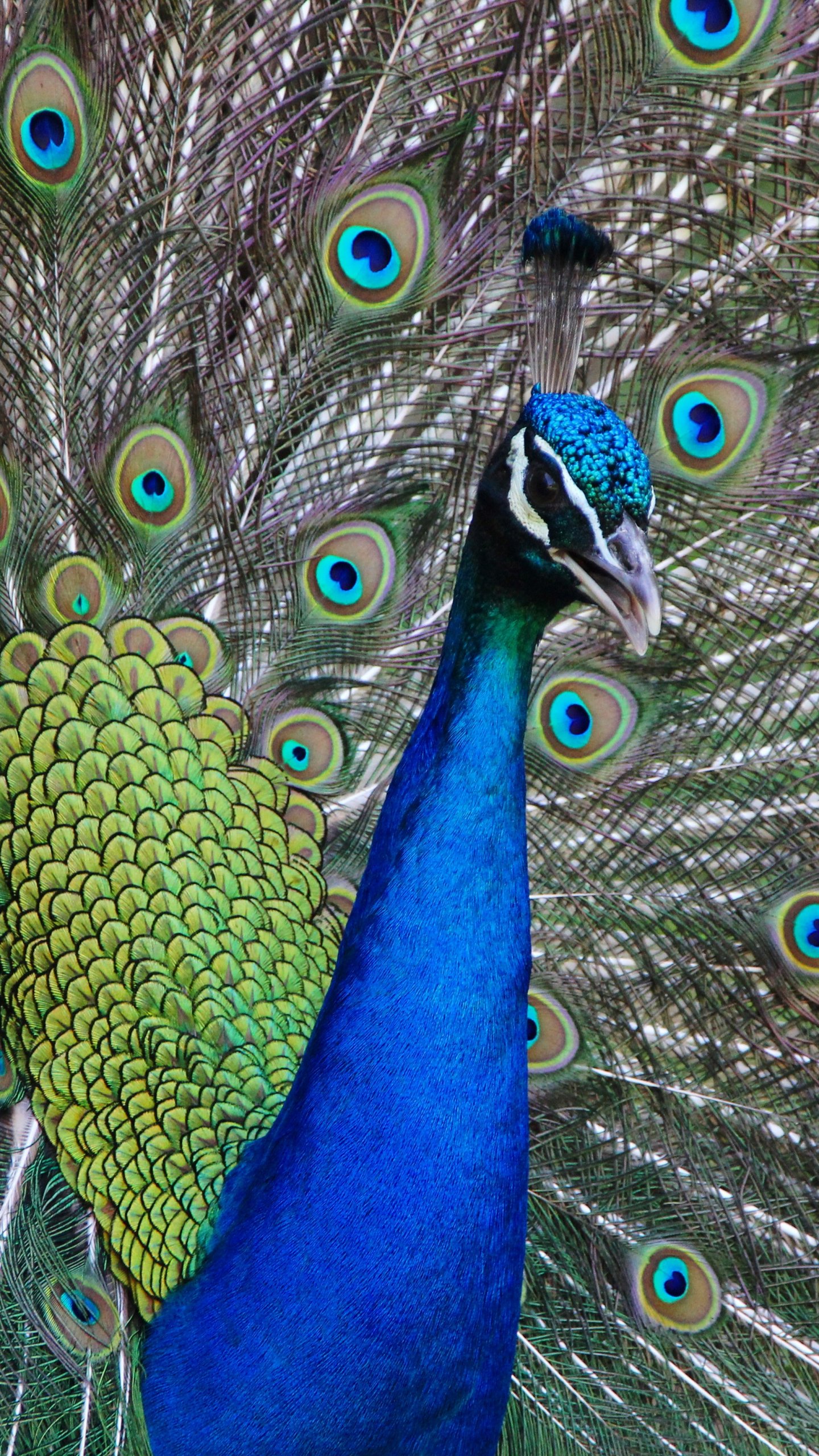 Peacock - Pecock 1600 1200 , HD Wallpaper & Backgrounds