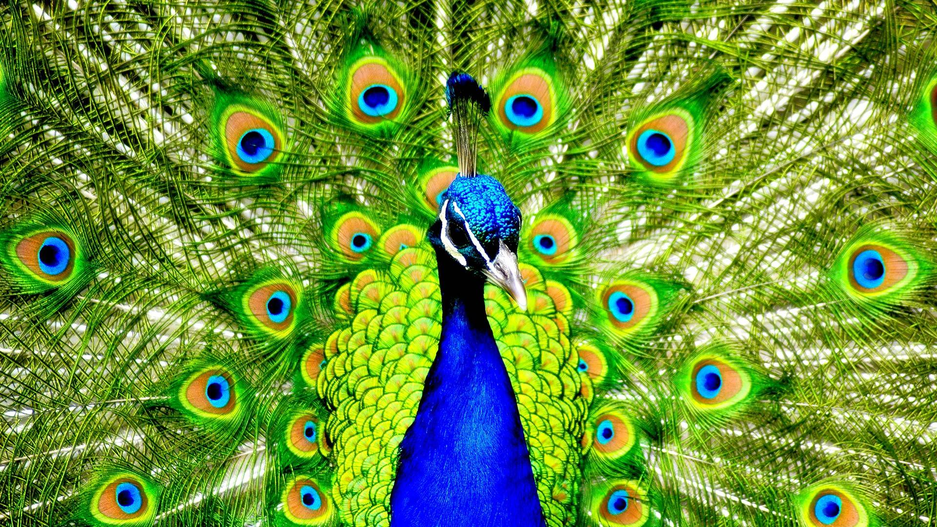 Peacock Wallpaper Home - Peacock Hd , HD Wallpaper & Backgrounds