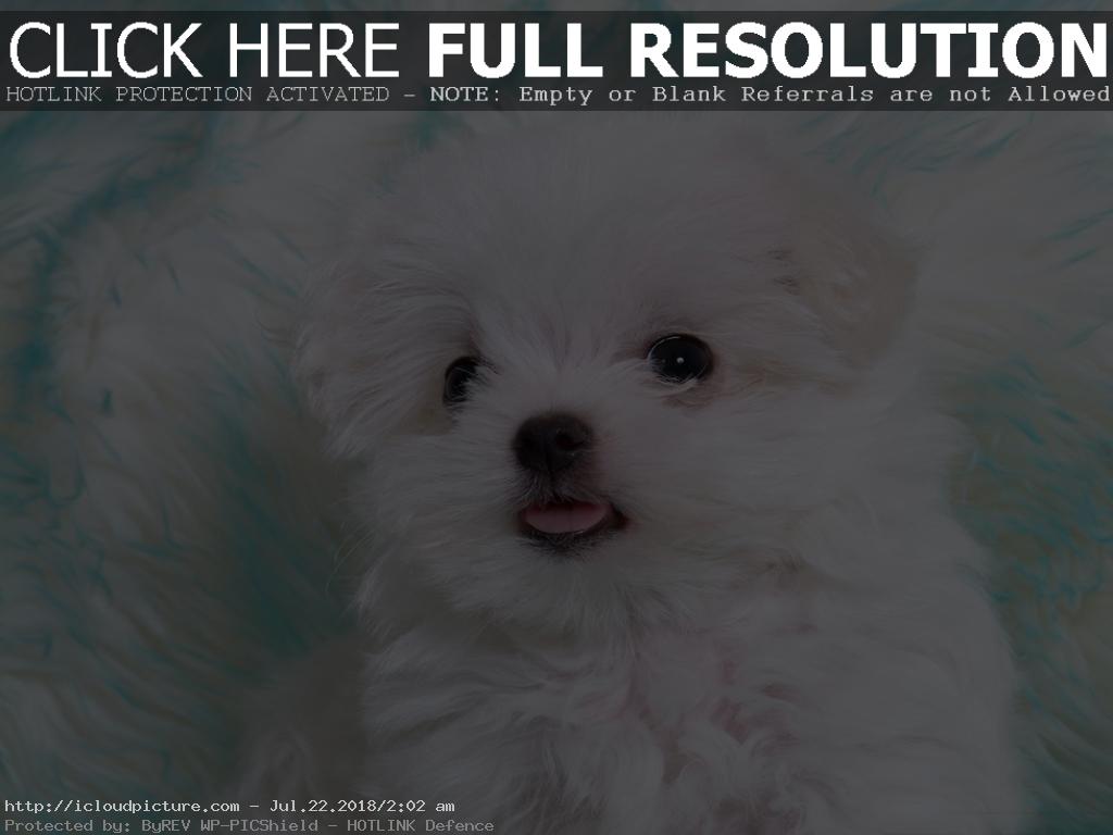 Cute Baby Dog Wallpaper - Warren Street Tube Station , HD Wallpaper & Backgrounds