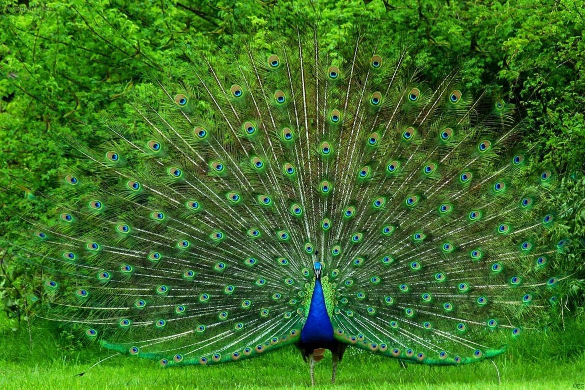 Peacock Wallpaper - Peacock Hd , HD Wallpaper & Backgrounds