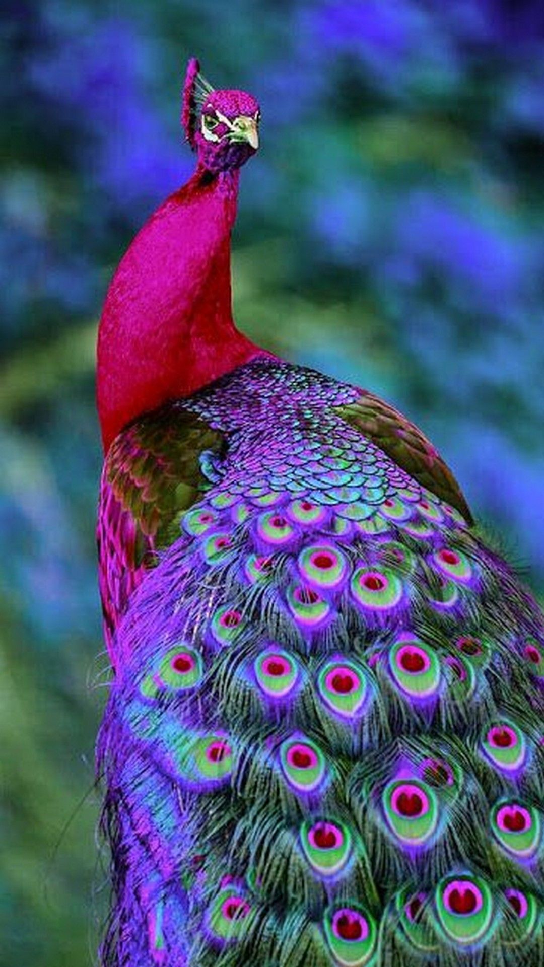 Colorful Peacock Wallpaper Iphone - Tipos De Pavos Reales , HD Wallpaper & Backgrounds