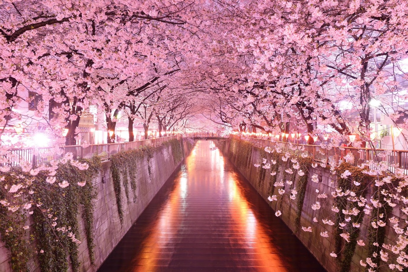 Cherry Blossom Wallpaper , HD Wallpaper & Backgrounds