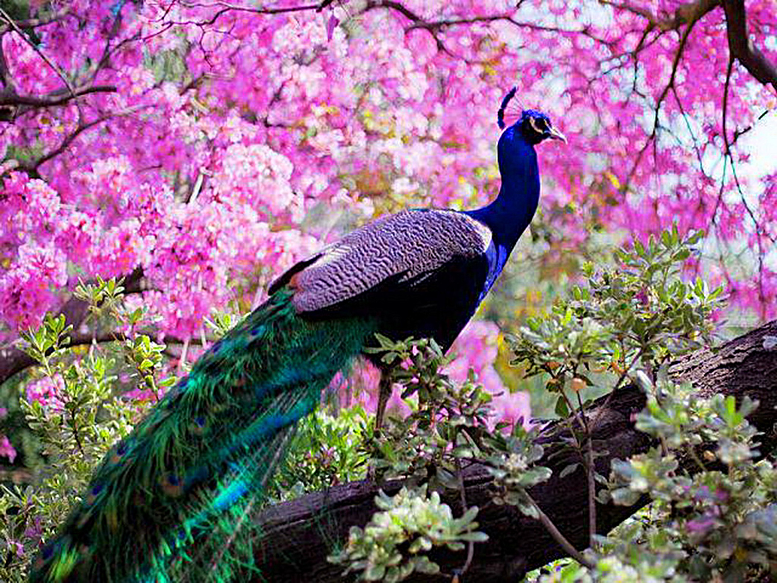 Peacock Wallpaper And Background Image - Beautiful Peacocks Wallpapers Hd , HD Wallpaper & Backgrounds