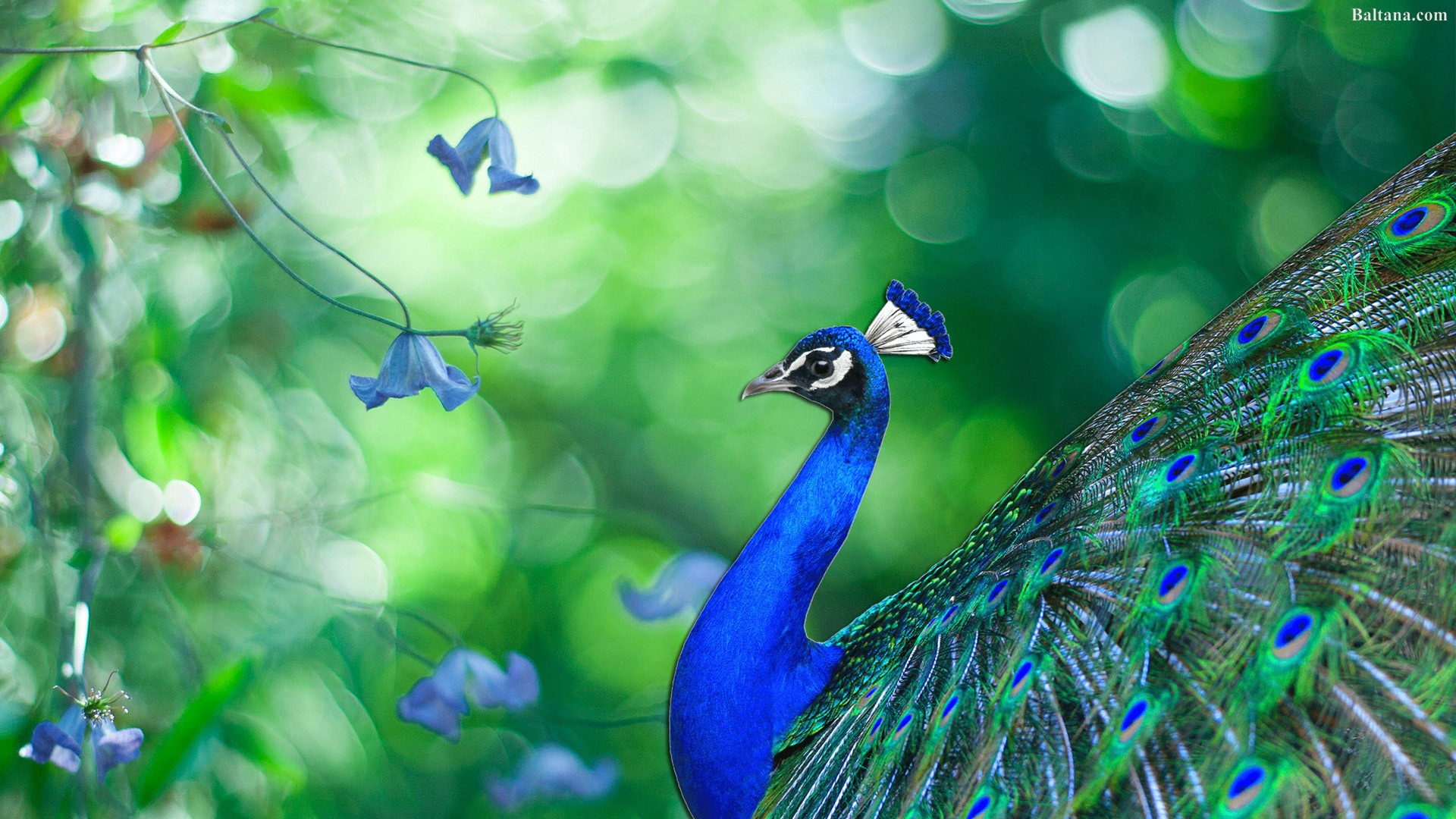 Peacock High Definition Wallpaper - Peafowl , HD Wallpaper & Backgrounds