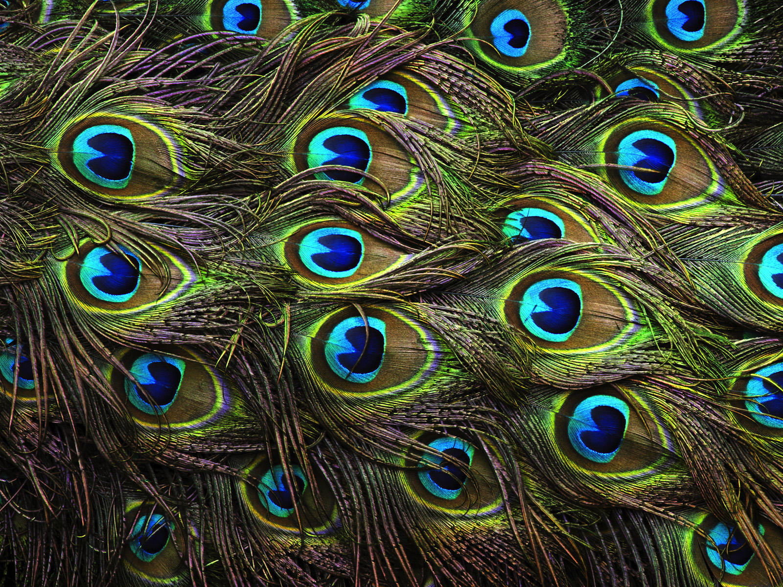 Peacock Wallpaper - Beauty Of Nature In Rainy Season , HD Wallpaper & Backgrounds