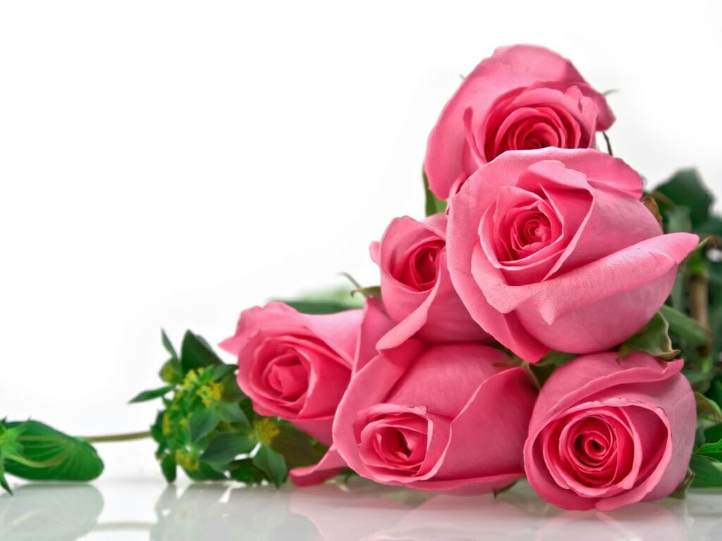 Beautiful Rose Flowers Hd Ee Download Beautiful Rose - Beautiful Rose