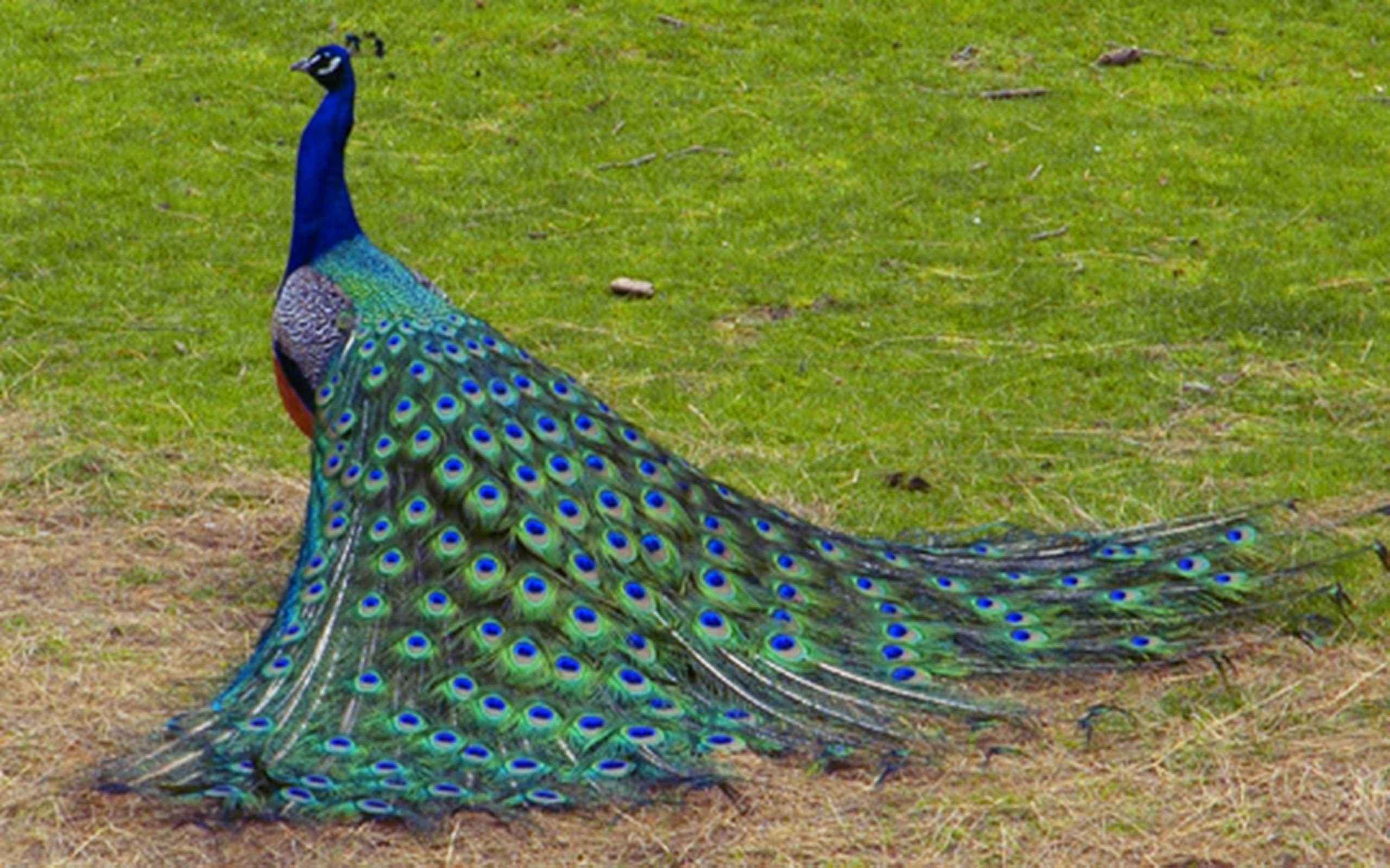Download Hd Peacock Wallpaper - Exotic Birds In India , HD Wallpaper & Backgrounds