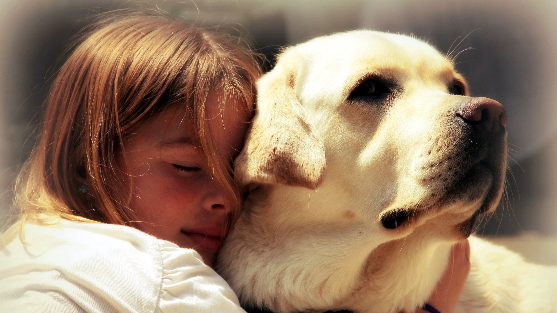Labrador Dog With Girl , HD Wallpaper & Backgrounds