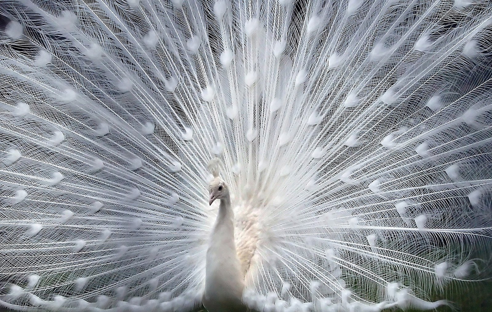Wallpapers For > White Peacock Wallpapers - Scientific Name Of Peacock , HD Wallpaper & Backgrounds