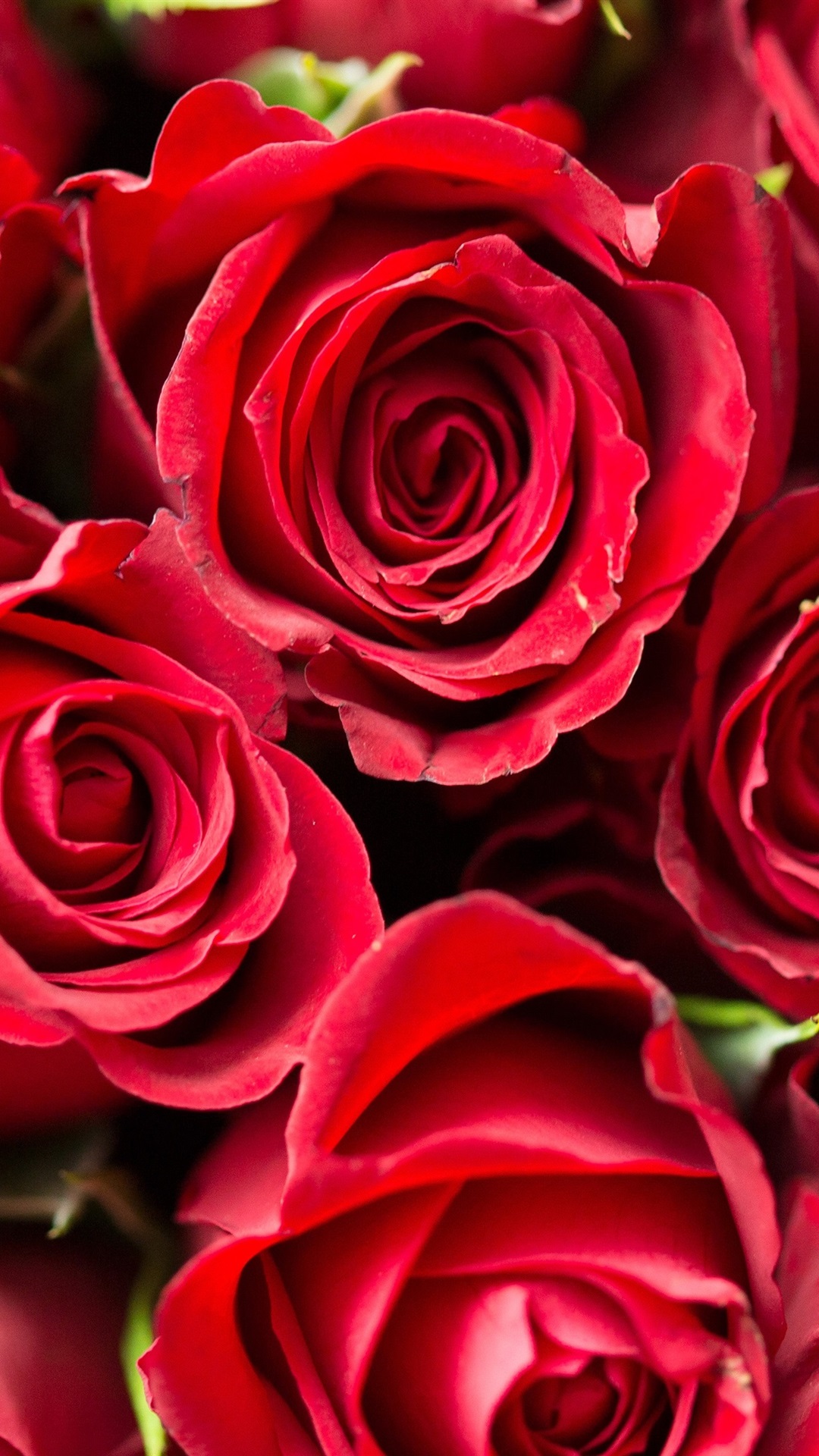 Rose, Flower, Red, 4k - Valentines Day Wallpapers Iphone , HD Wallpaper & Backgrounds