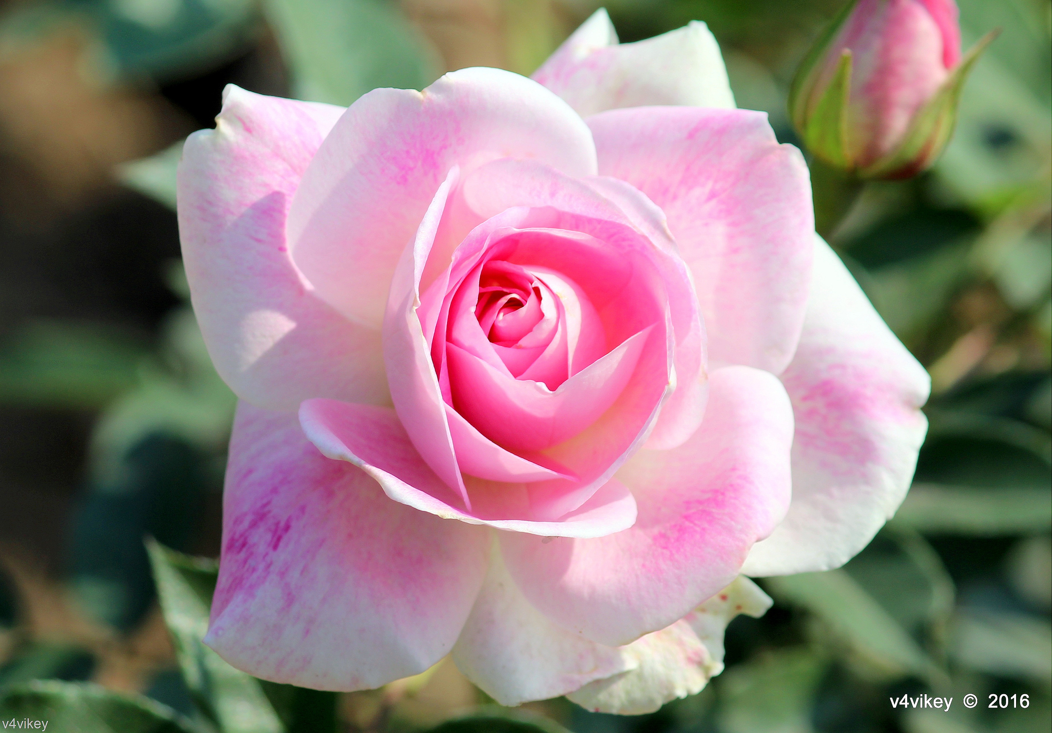 Wordpress - Rose Flower Pink Color , HD Wallpaper & Backgrounds