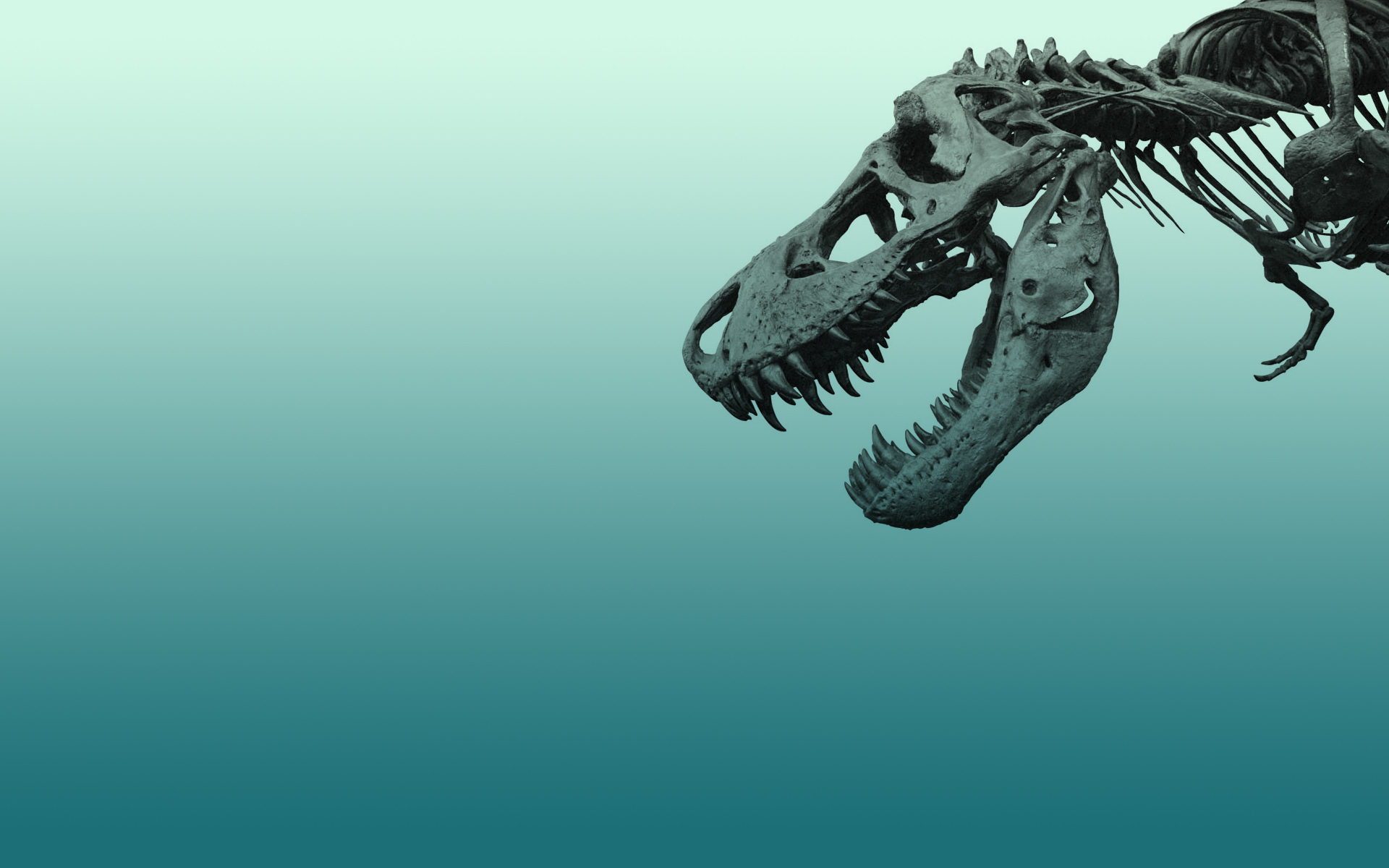 Dinosaur Hd Wallpaper - Dinosaur Skeleton , HD Wallpaper & Backgrounds