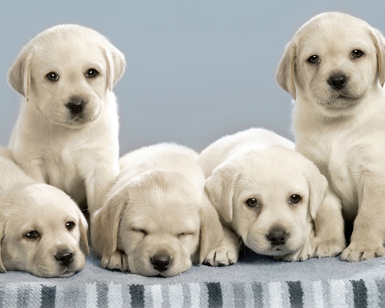 Cute Dog Wallpaper High Resolution - Lab Dog , HD Wallpaper & Backgrounds