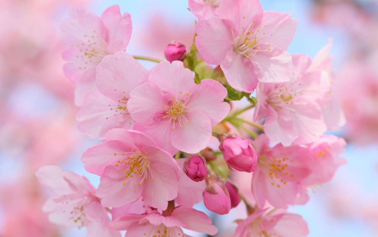 Hd Pink Cherry Blossom Wallpapers - Cherry Blossom Wallpaper Pc , HD Wallpaper & Backgrounds