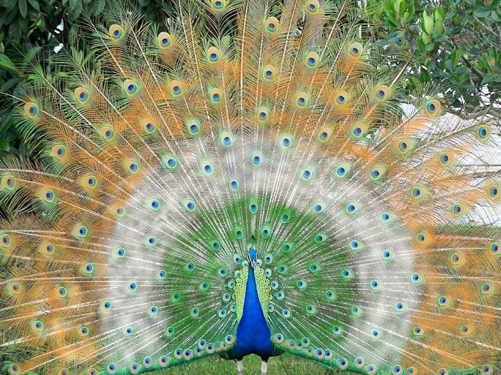Lilyz Images Peacock Hd Wallpaper And Background Photos - Bird Peacock , HD Wallpaper & Backgrounds
