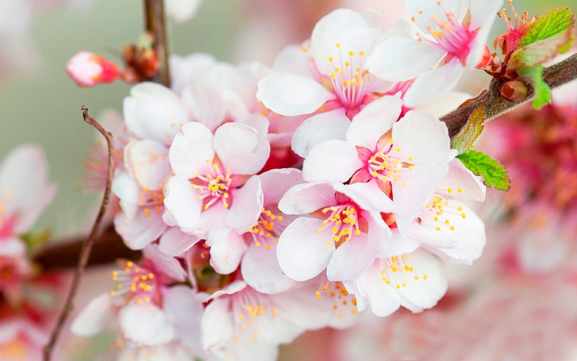 Cherry Blossom Live Wallpaper - High Resolution Cherry Blossom , HD Wallpaper & Backgrounds