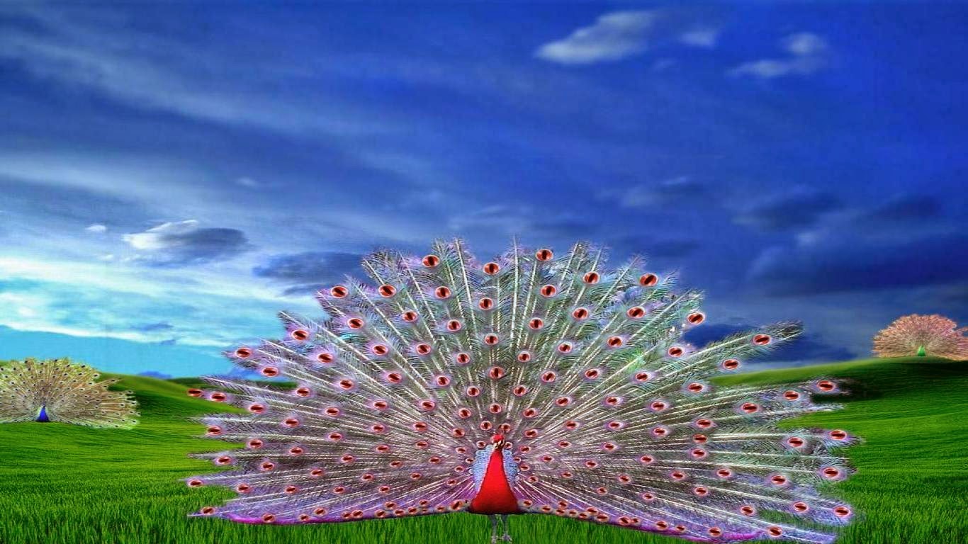 Beautiful Peacock - Multan , HD Wallpaper & Backgrounds