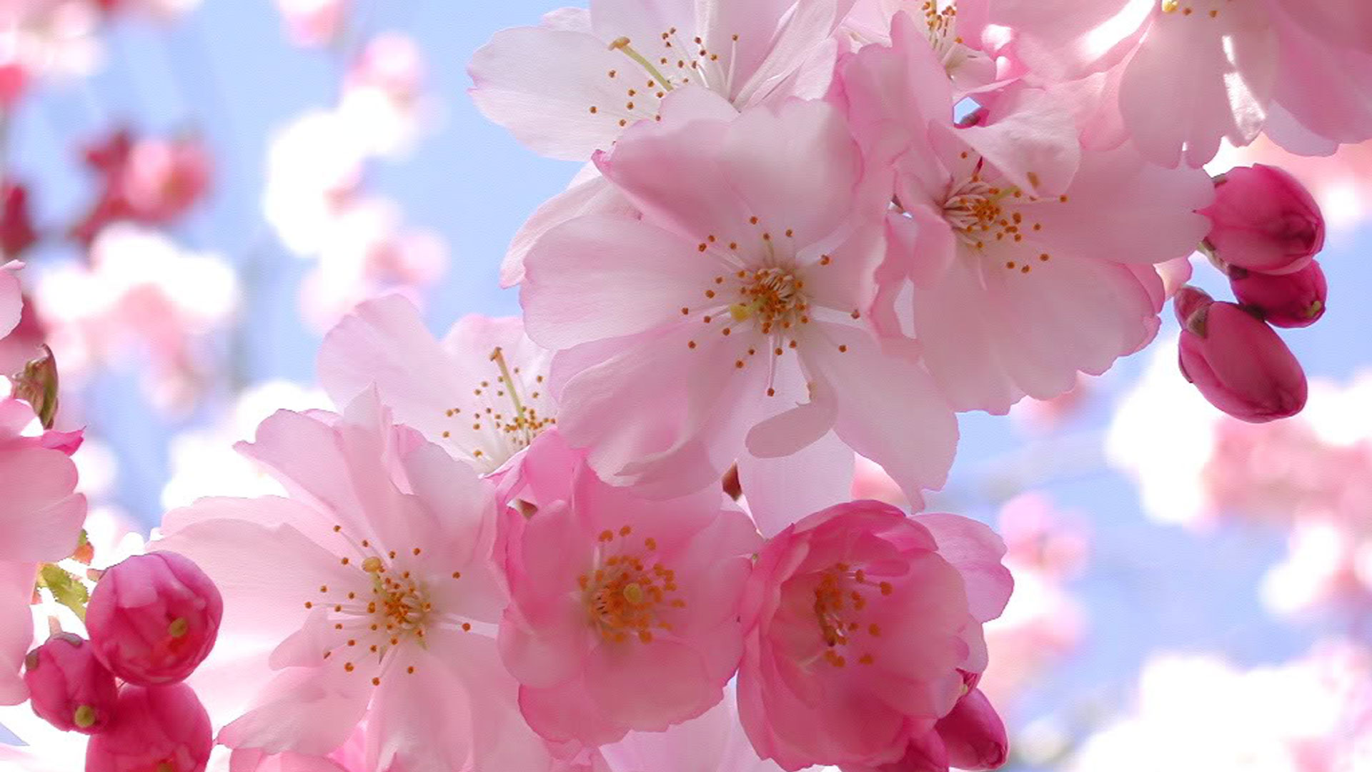 Blooming Pink Cherry Blossom - Cherry Blossom Backgrounds , HD Wallpaper & Backgrounds