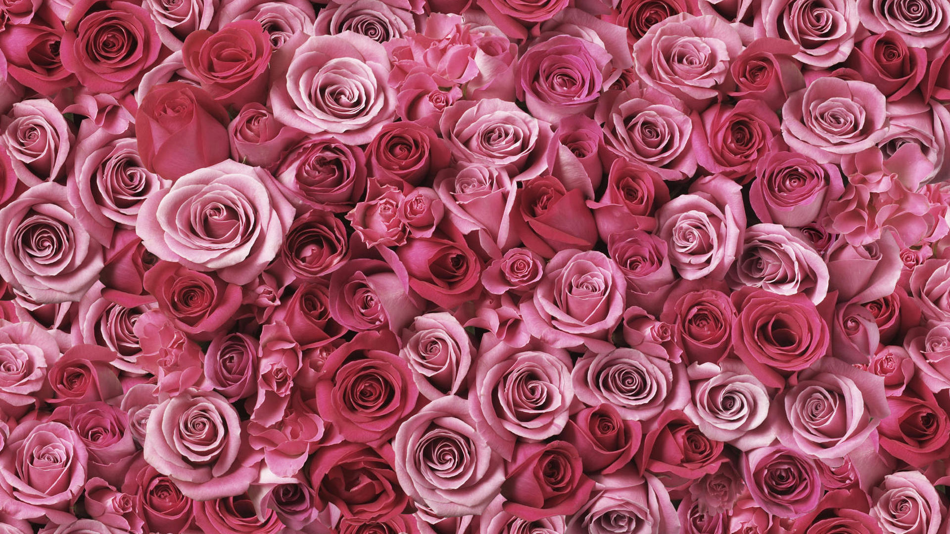 Rose Art Pink Flowers Wallpaper - Pink Flowers High Resolution , HD Wallpaper & Backgrounds
