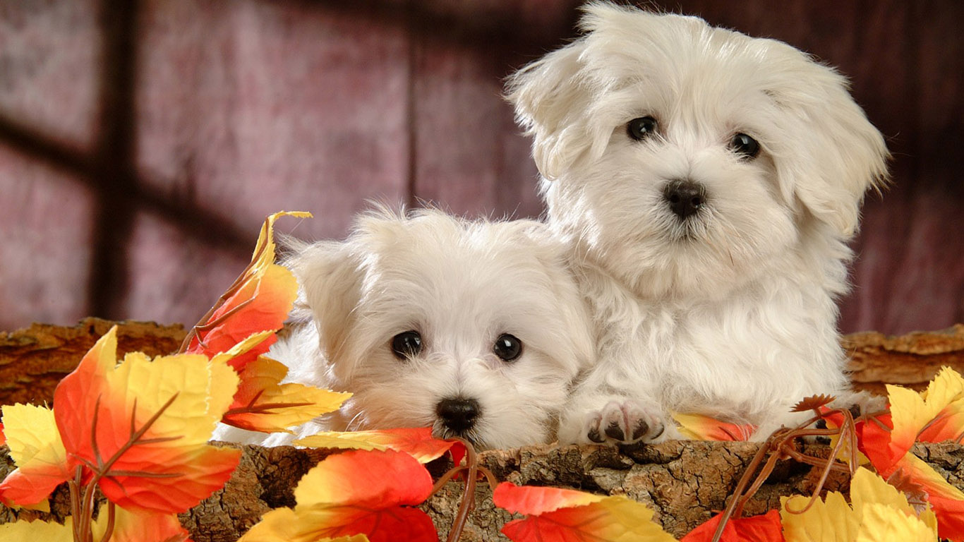 Cute Dog Wallpapers - Thanksgiving Wallpaper With Dogs , HD Wallpaper & Backgrounds