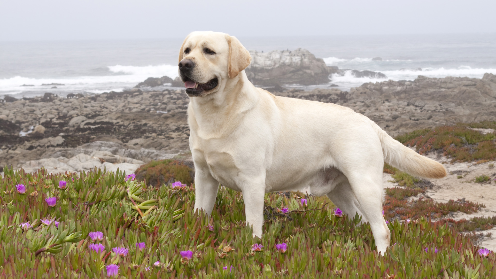 Punch Face Labrador Dog , HD Wallpaper & Backgrounds
