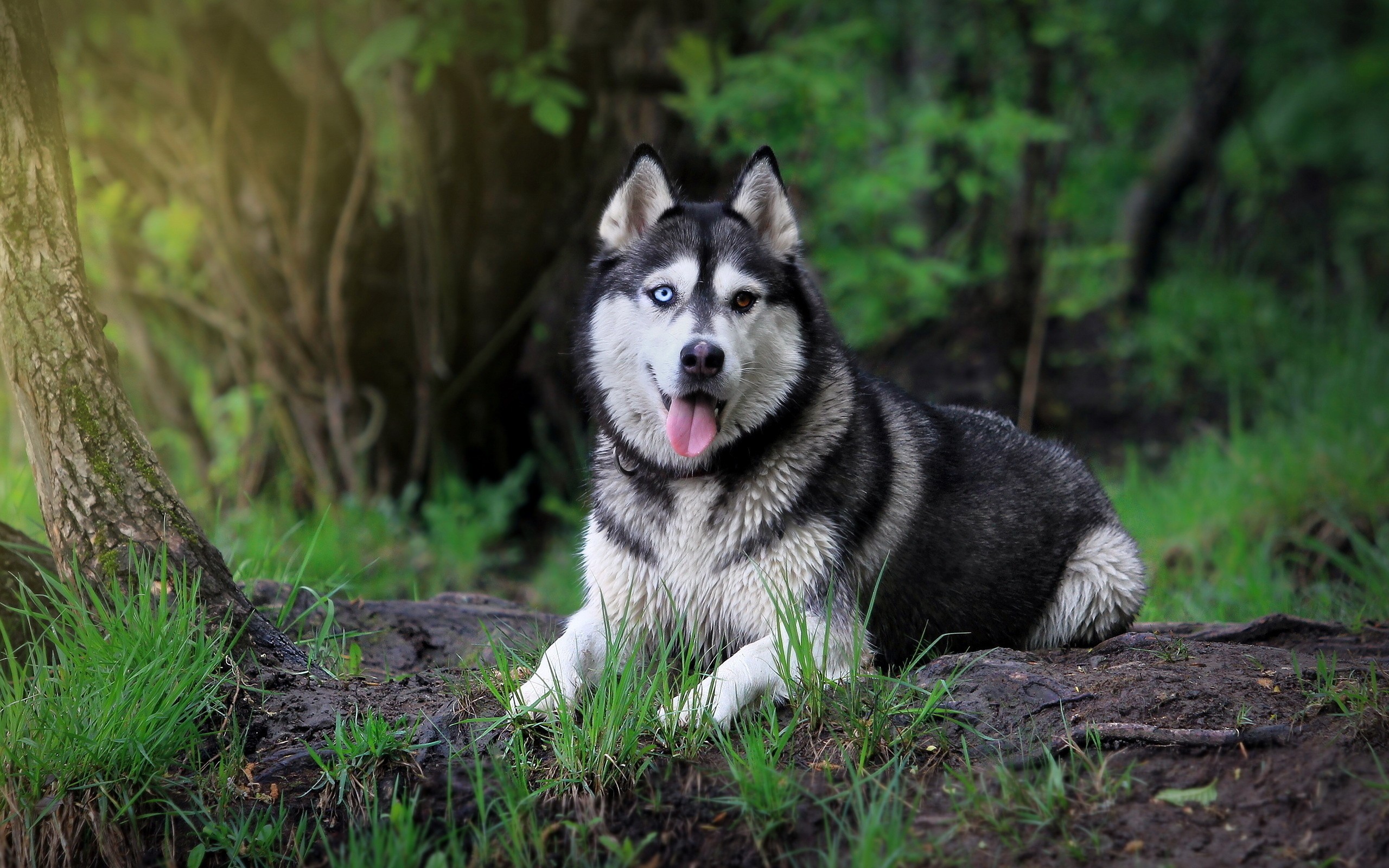 Animals Wallpaper Dog Wallpapers Husky Wallpapers High - Siberian Husky Dog Hd , HD Wallpaper & Backgrounds