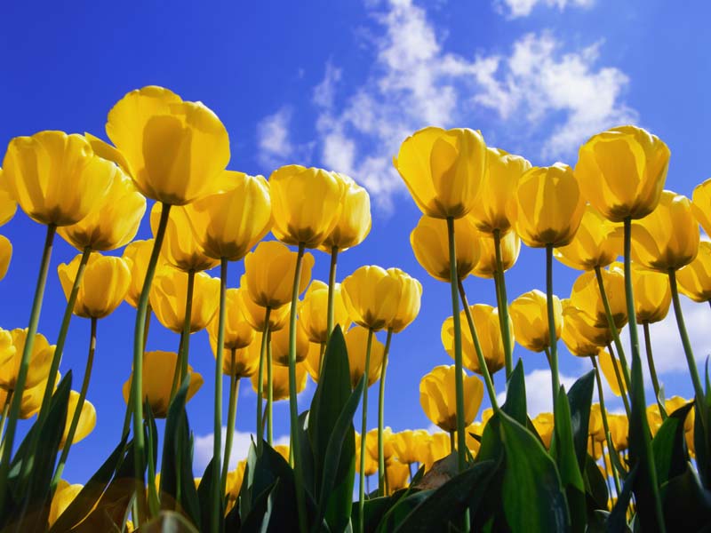 Windows Wallpaper - Yellow Tulips , HD Wallpaper & Backgrounds