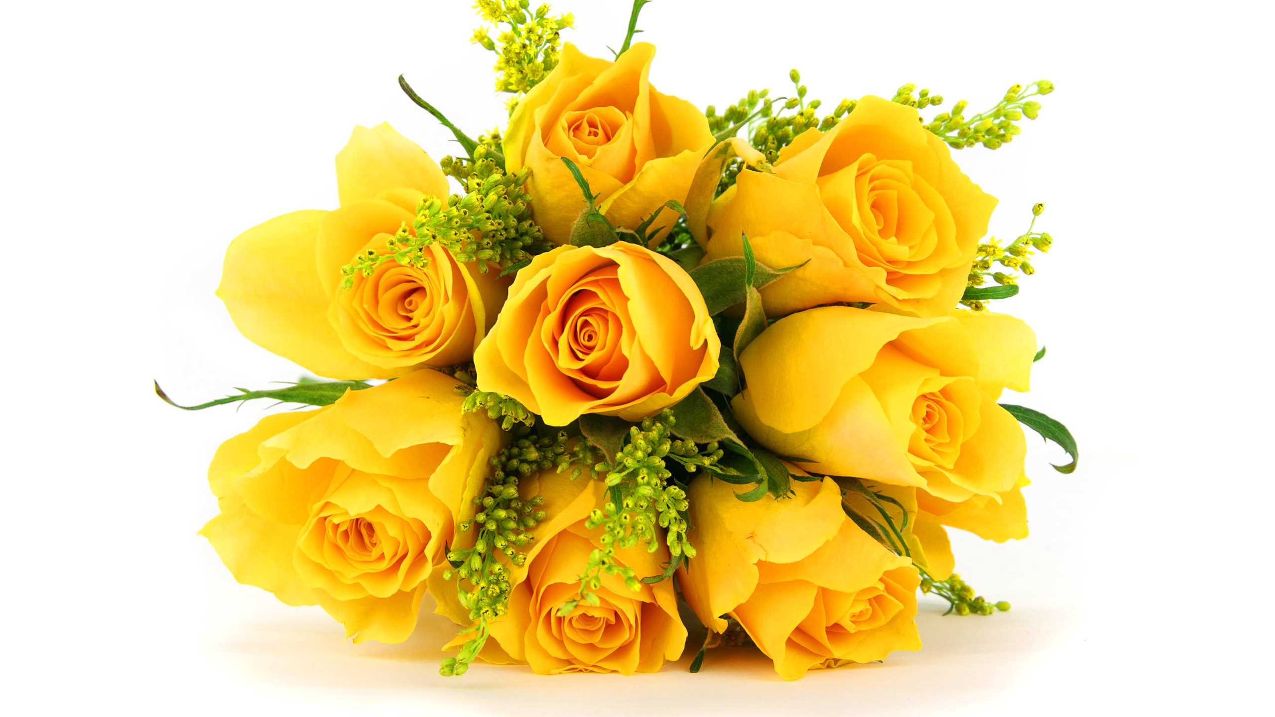 Yellow Rose Hd Images Download , HD Wallpaper & Backgrounds