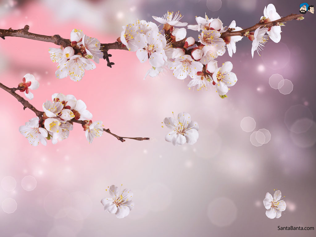 Cherry Blossoms - Cherry Blossoms Wallpaper Hd , HD Wallpaper & Backgrounds
