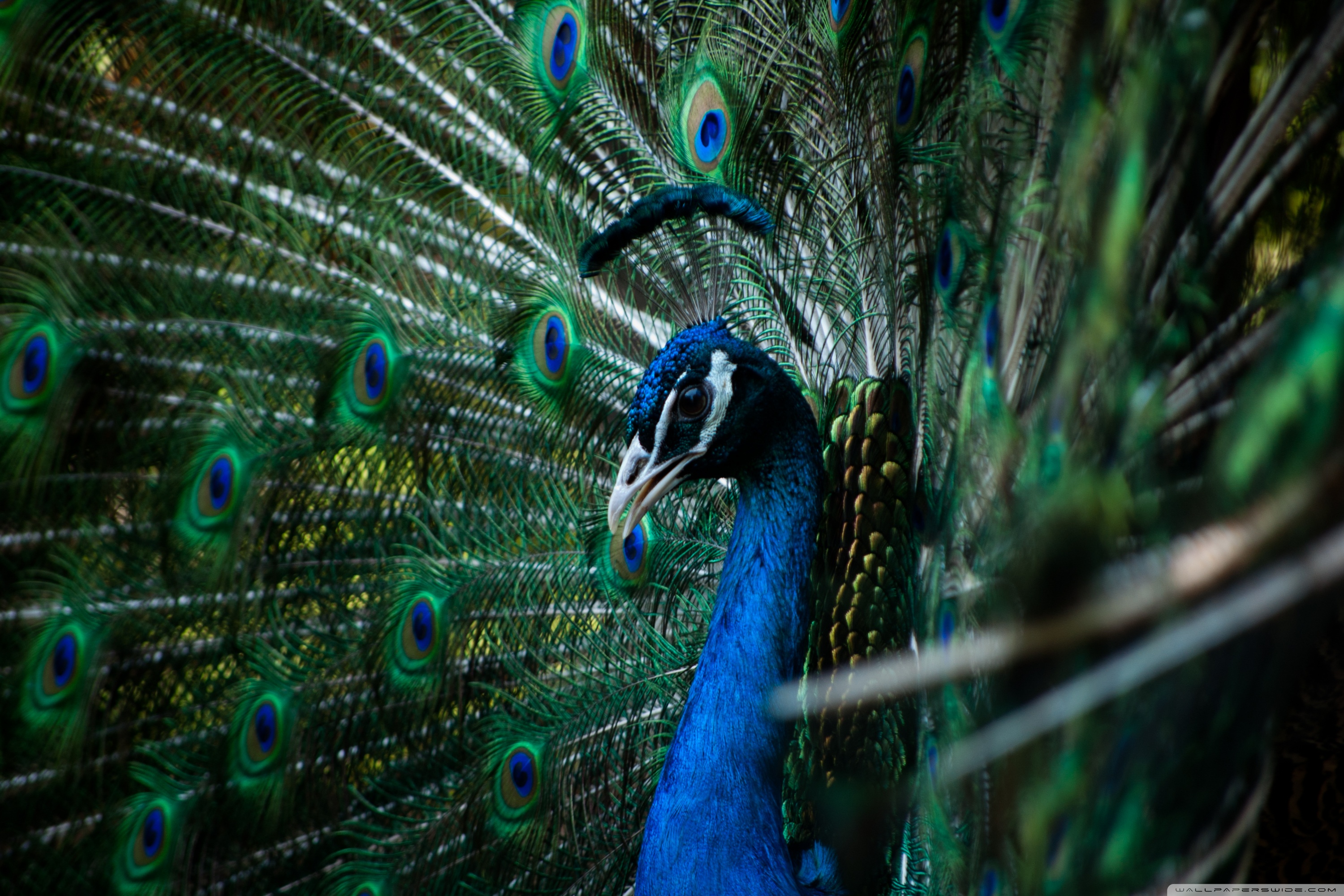 Tablet - Surface Wallpaper Peacock , HD Wallpaper & Backgrounds