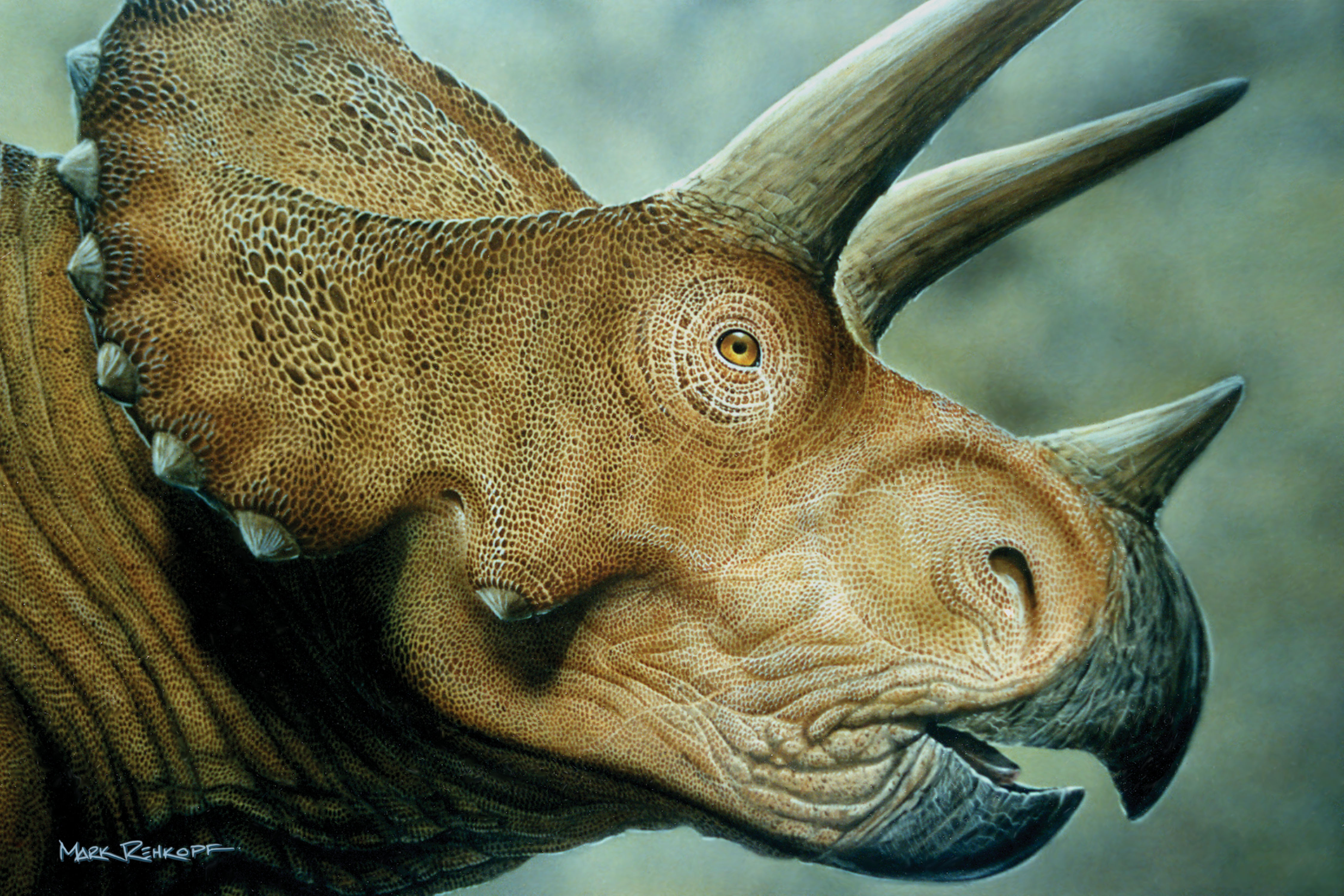 Triceratops - Triceratops Hd , HD Wallpaper & Backgrounds