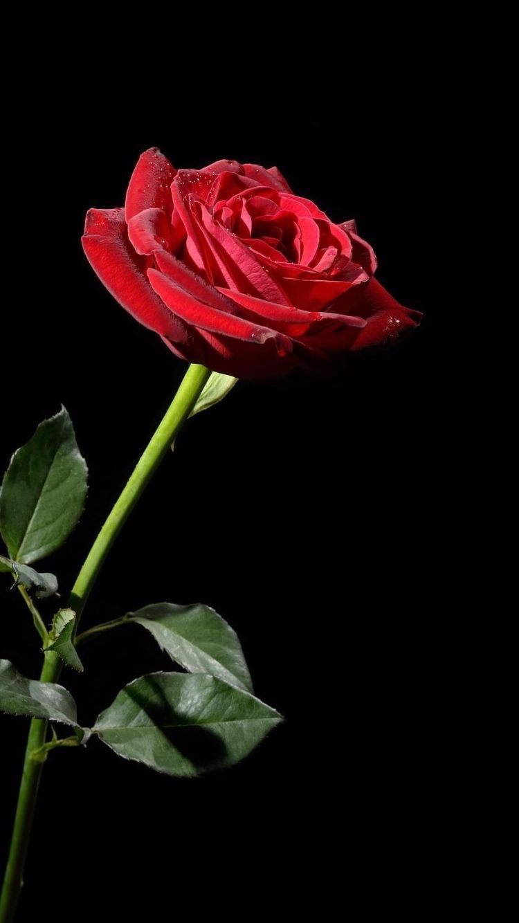 Iphone Wallpaper Tumblr Awesome Serene Flower - Lil Skies Red Roses , HD Wallpaper & Backgrounds