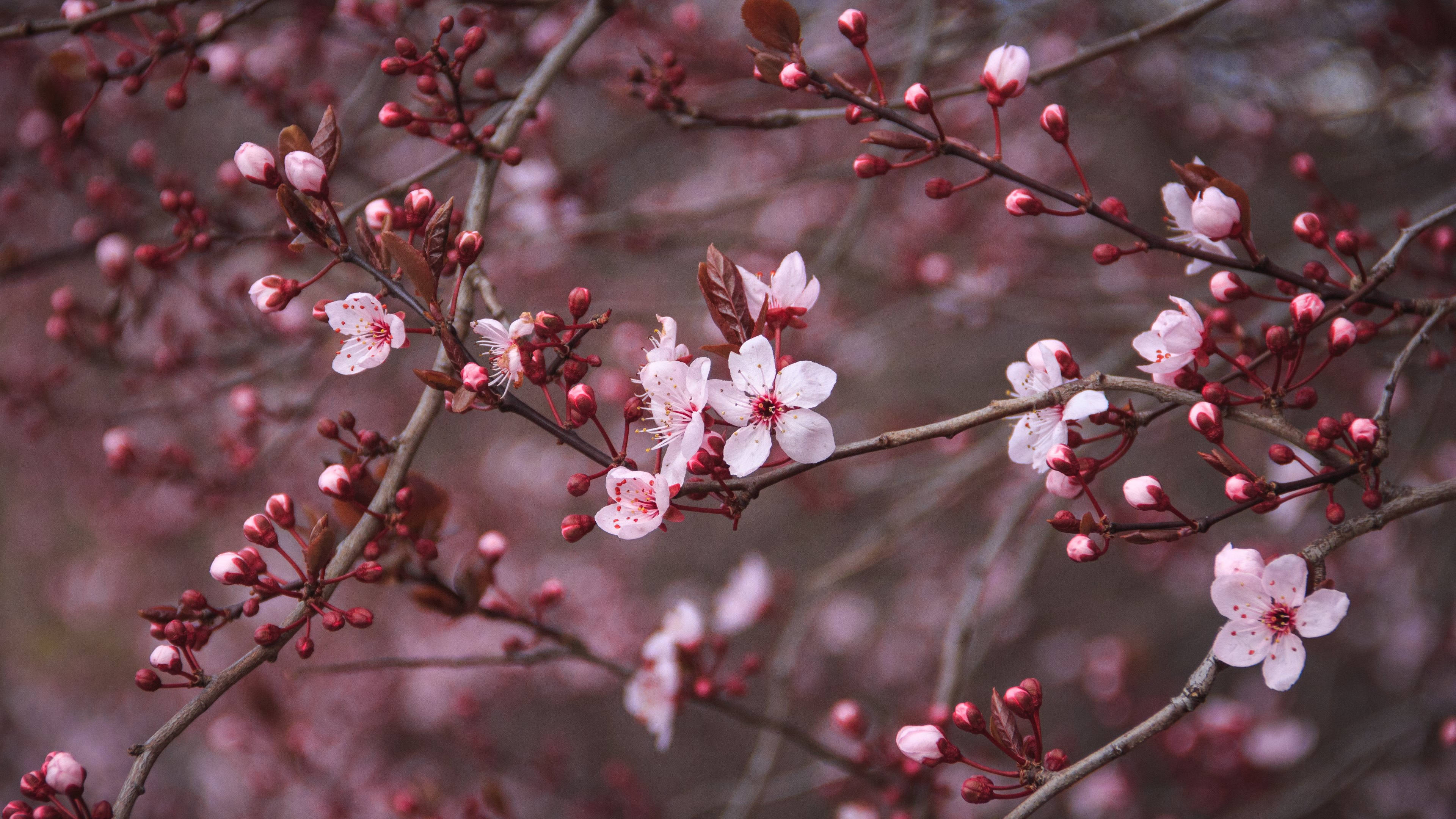 Cherry Blossom - Backgrounds Cherry Blossoms 1080 , HD Wallpaper & Backgrounds