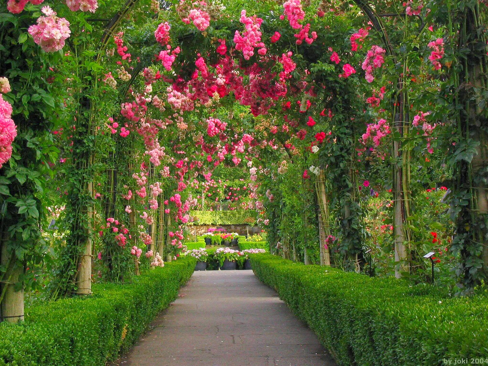 Beautiful Garden Rose - Beautiful Rose Flowers Garden , HD Wallpaper & Backgrounds