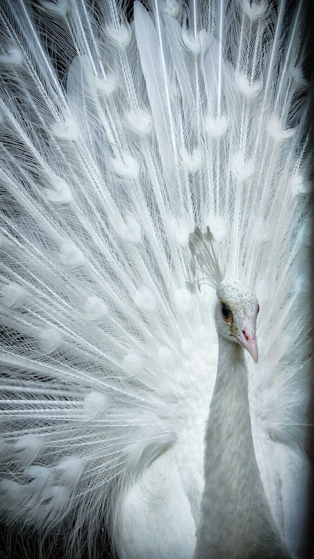White Peacock Wallpaper Android - Peafowl , HD Wallpaper & Backgrounds
