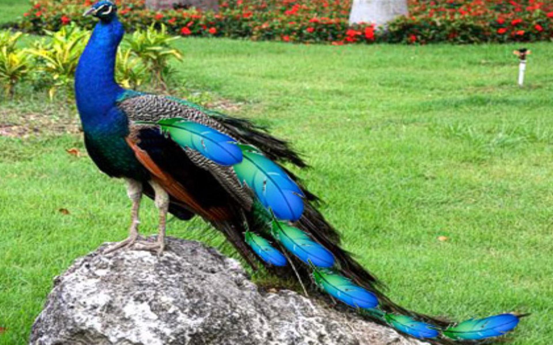 Beautiful Peacock Wallpapers Free Download , HD Wallpaper & Backgrounds